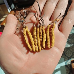 加拿大28开奖-年销20万根的冬虫夏草竟是胶水拼的！工作人员：买的好胶水，吃下去没有事