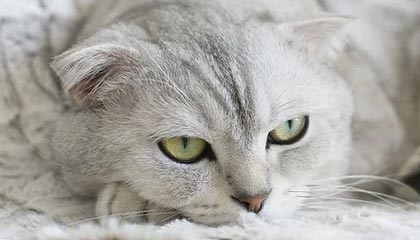 走势图-西甲：姆巴佩因伤缺阵 皇马遭遇两连败