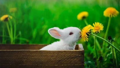 西蒙斯无惧交易流言：穿76人球衣就要带76人争冠